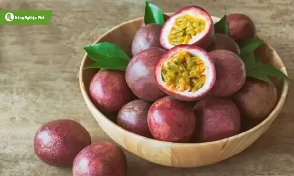 Chậu cây nén xanh tốt sau thu hoạch