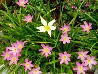 Cây ngải cầu tài trồng trong nhà xanh tốt, lá bóng mượt