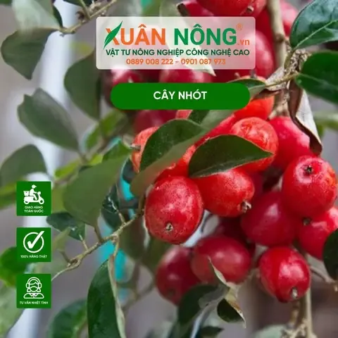 Đặc Điểm Cây Nhót có hình dáng đẹp