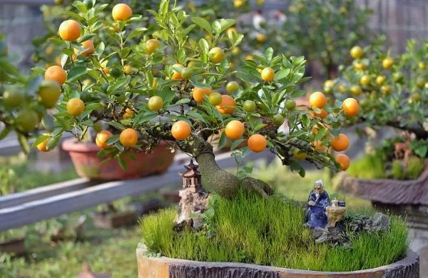 Cây quất sai quả được trồng trong chậu sứ
