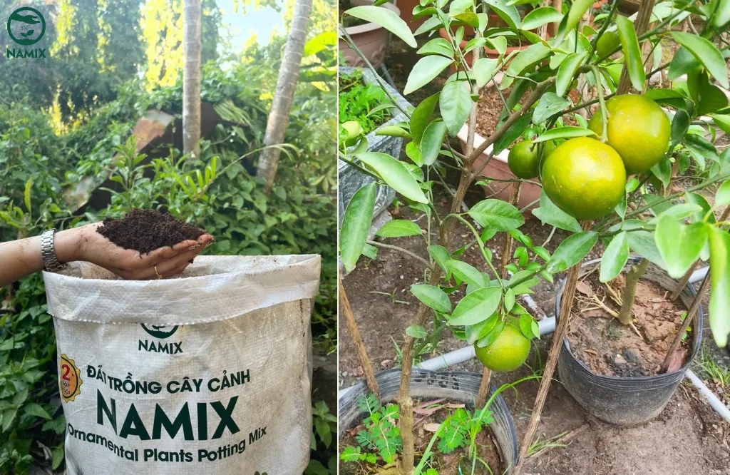 Cách trồng cây quýt đường