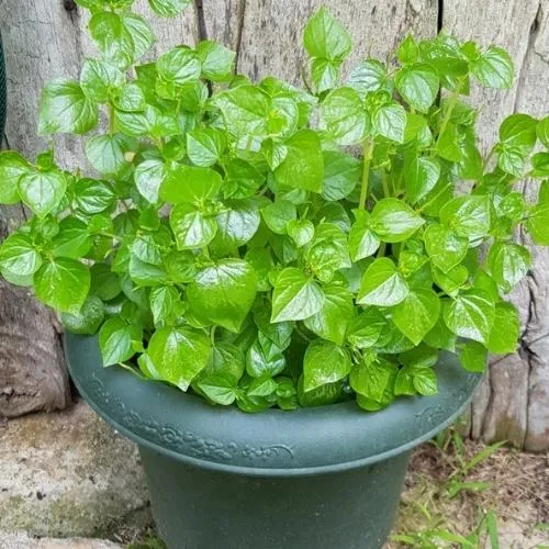 Kỹ thuật gieo trồng và chăm sóc rau càng cua trong chậu