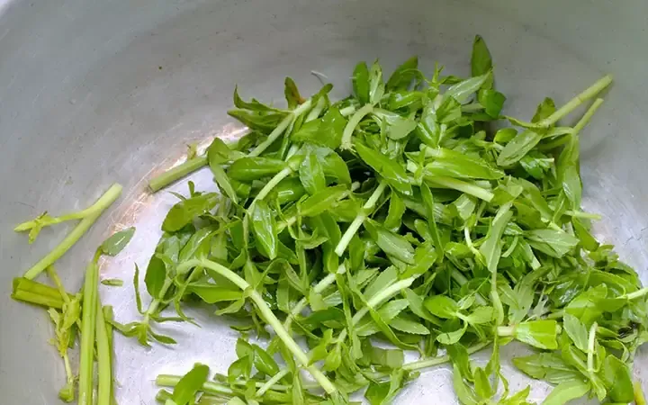 Đặc Điểm Về Cây Rau Ngò Om