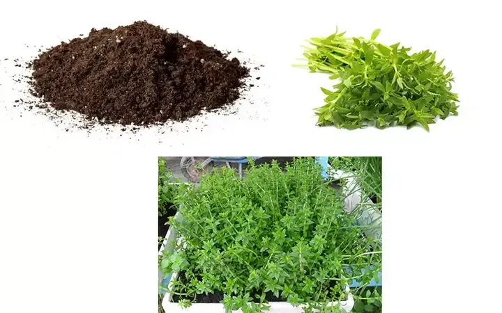 Cách Trồng Cây Rau Má: Hướng Dẫn Chi Tiết Để Đạt Năng Suất Cao