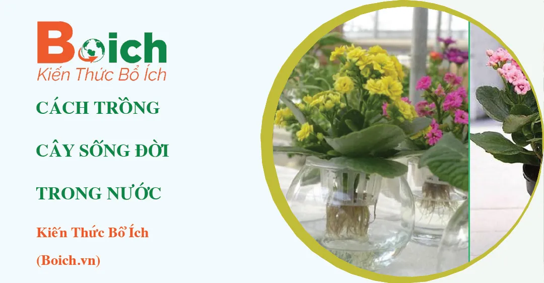 Cách trồng cây sống đời thủy canh đơn giản tại nhà