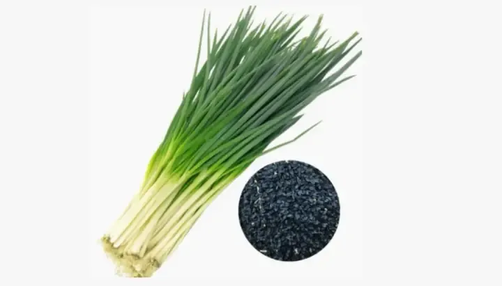 Cây thị non vừa nảy mầm trong chậu đất tơi xốp, cách trồng cây thị từ hạt