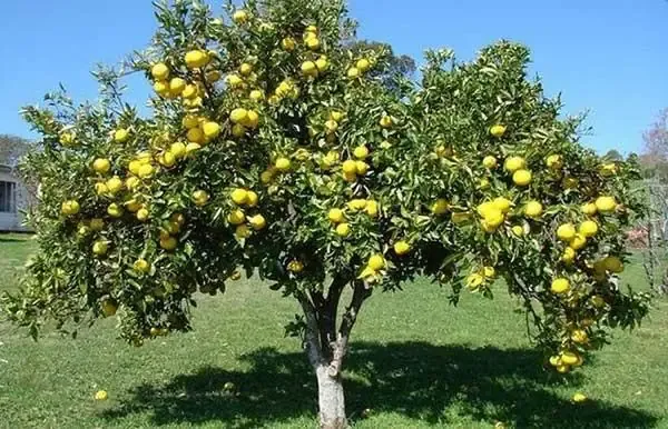 Các vật dụng chuẩn bị cho việc gieo hạt, cách trồng cây thị từ hạt