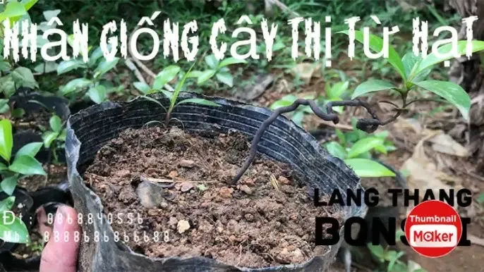 Quả thị chín vàng rộ trên cây, hình ảnh cây thị trưởng thành