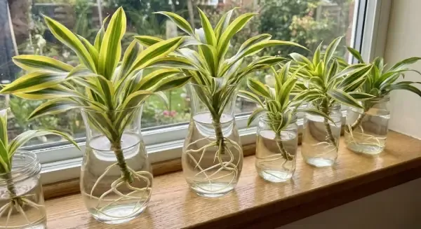 Cách Trồng Cây Thiết Mộc Lan Trong Nước (quy Trình Chi Tiết)