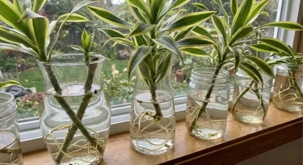 Tổng Quan Về Cây Thiết Mộc Lan Trồng Trong Nước