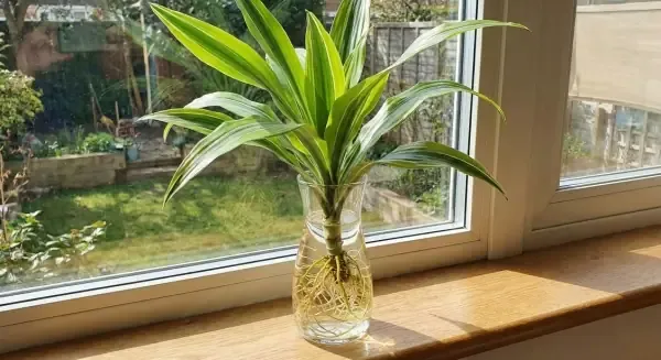 Thiết Mộc Lan Trồng Nước Trong Phong Thủy