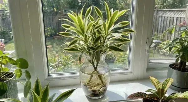 Bước 4: Đặt Cành Vào Bình