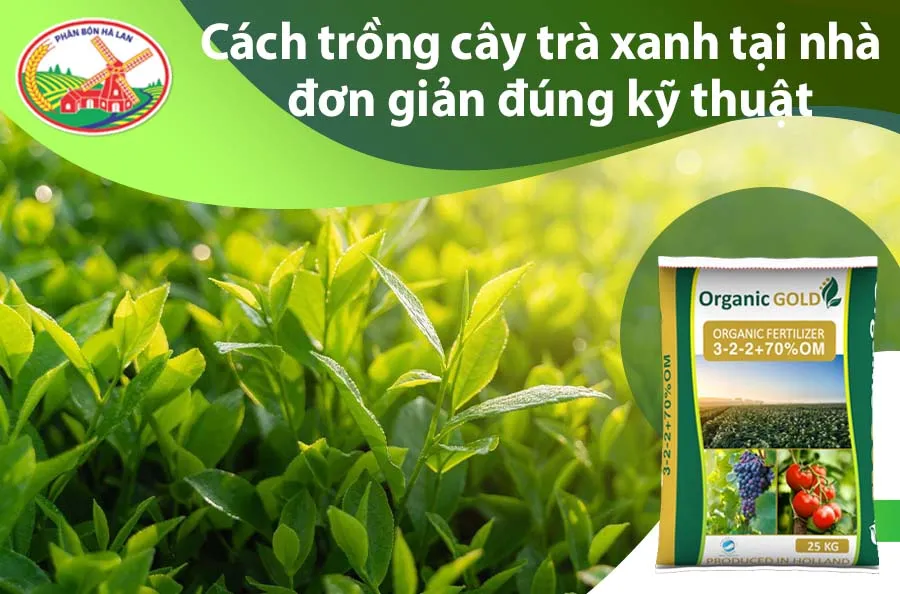 Hướng dẫn chi tiết cách trồng trà xanh tại nhà trong chậu