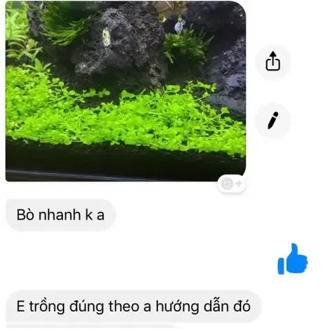 Kiểm tra rễ khỏe mạnh của cây Trân Châu Lá Nhỏ trước khi trồng