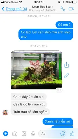 Tưới nước đúng cách giúp cây Trân Châu Lá Nhỏ duy trì lá xanh bóng