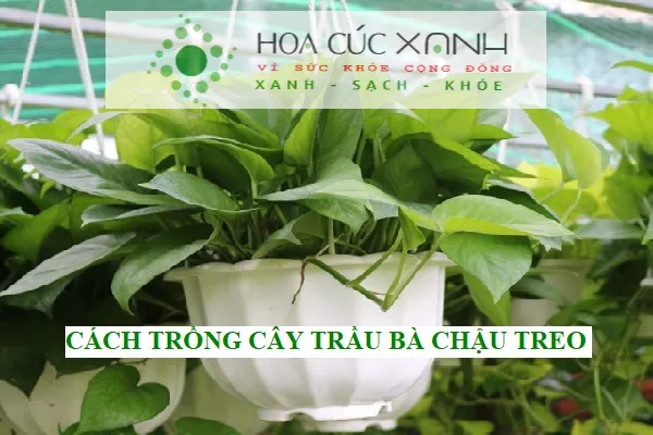Cây Trầu Bà chậu treo được chăm sóc xanh tốt và khỏe mạnh