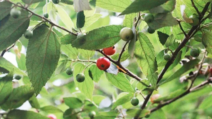 cách trồng cây trứng cá trong chậu