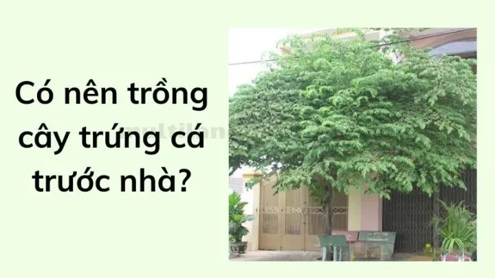 cách trồng cây trứng cá trong vườn nhà