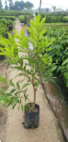 Cây vối non đang được trồng trong chậu để chuẩn bị giâm cành