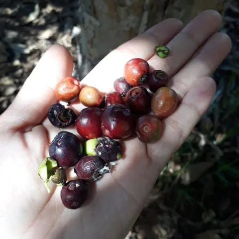 Cây vối trưởng thành với tán lá xanh rộng rãi và quả chín mọng