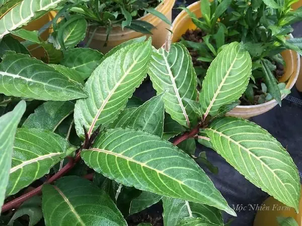 Hình ảnh minh họa công dụng của cây xăng sê trong y học cổ truyền