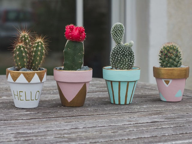 Xương rồng trồng ngoài trời với ánh nắng đầy đủ, vị trí lý tưởng để phát triển khỏe mạnh