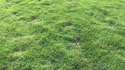 Hướng dẫn chi tiết cách trồng cỏ bermuda, kỹ thuật chăm sóc và gieo trồng