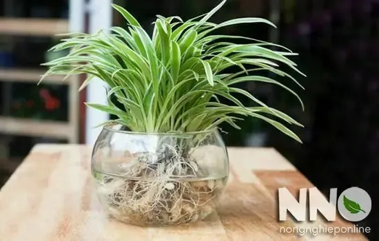 Vị Trí Đặt Cây Lý Tưởng