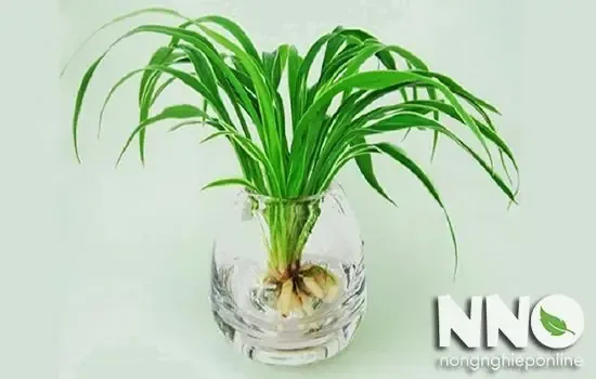 Bước 5: Chăm Sóc Ban Đầu