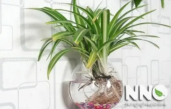 Cắt Tỉa Và Vệ Sinh