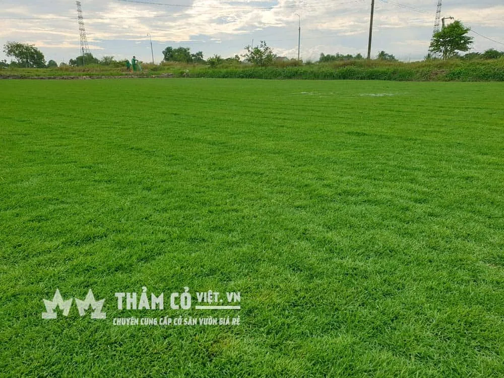 Cỏ Paspalum là giống cỏ cao cấp cho sân vườn đẹp nhất hiện nay