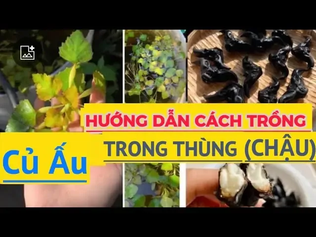 Cây củ ấu thủy sinh đang phát triển lá nổi trên mặt chậu nước
