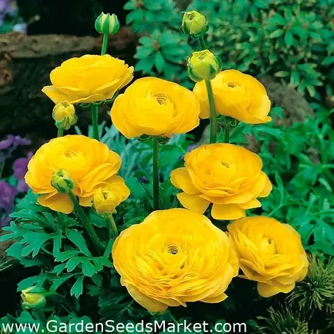 Cảnh báo và giải pháp phòng trừ sâu bệnh hại củ hồng ri ba tư