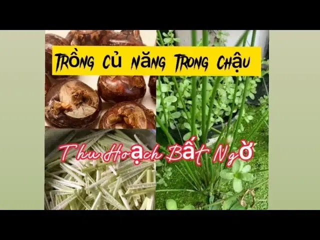 Cách trồng củ năng đòi hỏi sự chăm sóc tỉ mỉ và theo dõi sát sao