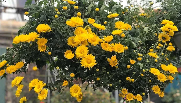 Hướng dẫn chi tiết cách trồng cúc vàng đúng kỹ thuật