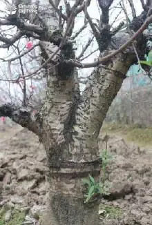 Phòng trừ sâu bệnh hại và kiểm soát nấm cho cây đào bích trước mùa ra hoa