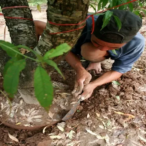 Quy trình chăm sóc định kỳ và tưới nước cho cây đào bích phát triển khỏe mạnh