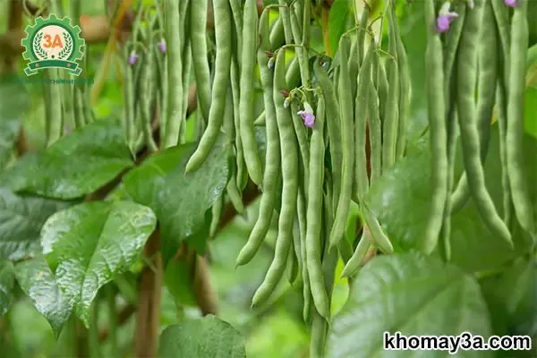 Cây đậu cove vàng sai quả tươi tốt trong vườn nhà