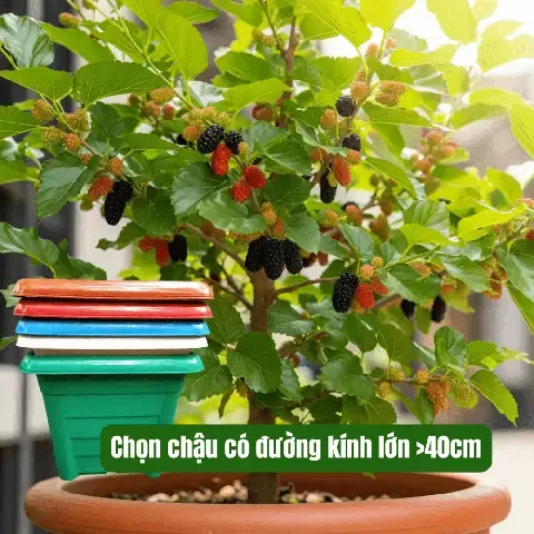 Chậu trồng cây dâu ta tại nhà có lỗ thoát nước