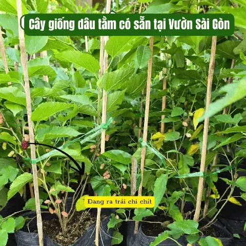 Cây dâu ta giống được nhân giống bằng phương pháp ghép cành