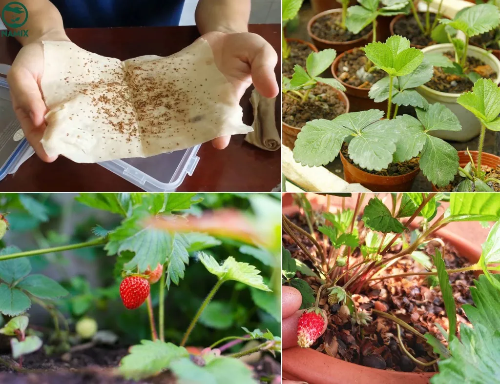 Hướng dẫn cách trồng dâu tây quả to từ hạt