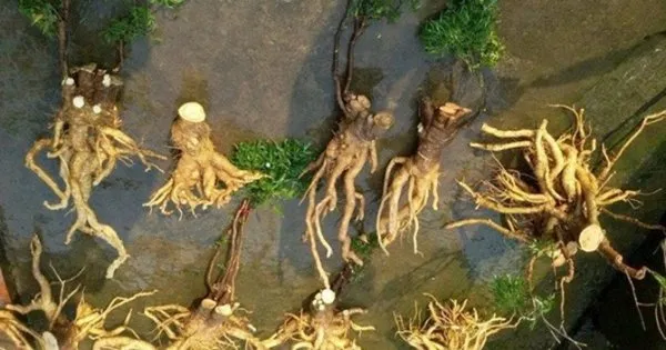 Củ Đinh Lăng nếp to, chất lượng cao đã được thu hoạch