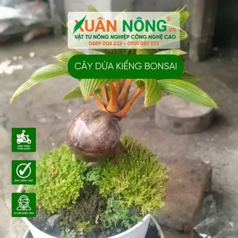 Cấu tạo của cây dừa kiểng bonsai từ rễ, gáo dừa đến lá non