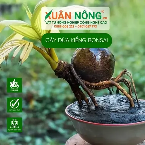 Lựa chọn loại chậu gốm sứ có tính thẩm mỹ cao cho cây dừa kiểng bonsai