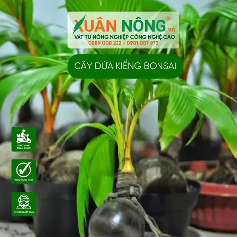 Minh họa các bước trồng cây dừa non vào chậu và cố định gáo dừa