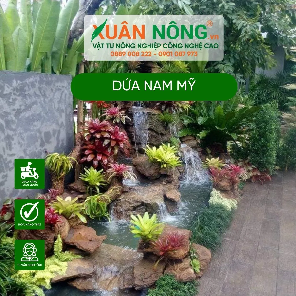 Alt text: Hướng dẫn chi tiết cách trồng dứa Nam Mỹ bằng phương pháp tách chồi