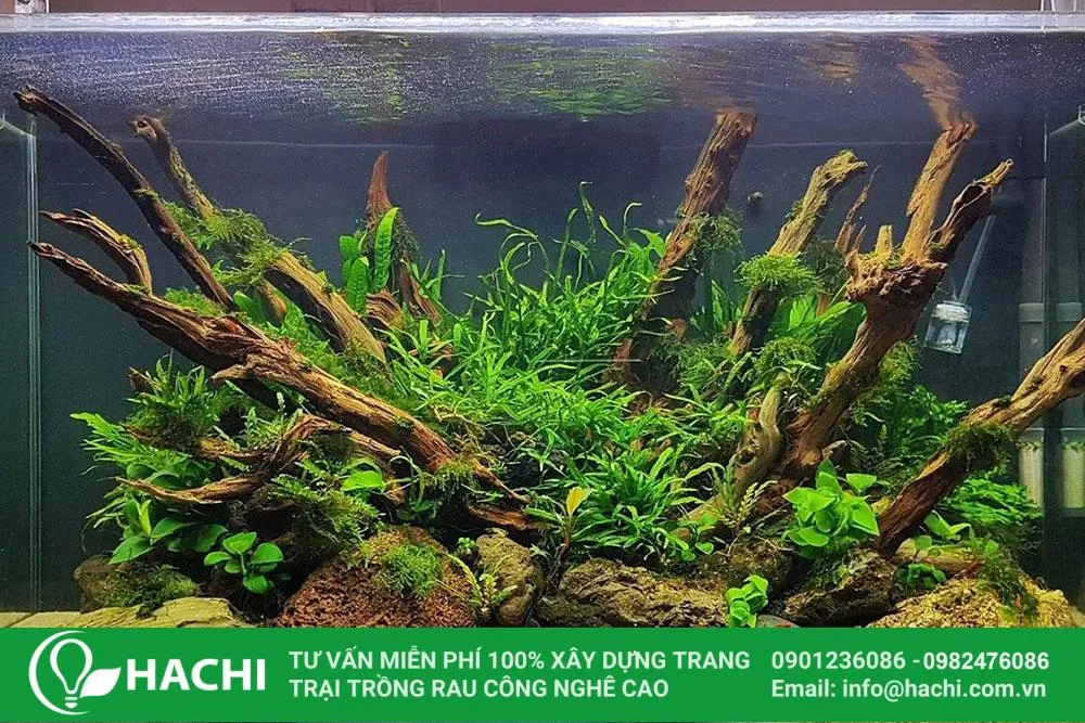 Cách trồng dương xỉ thủy canh