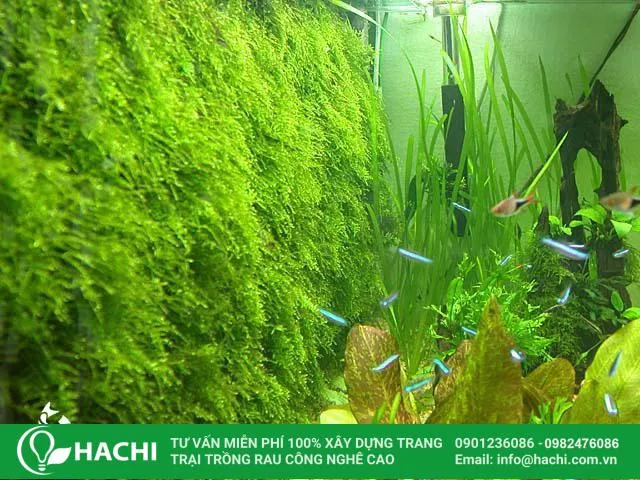 Cách trồng dương xỉ thủy canh