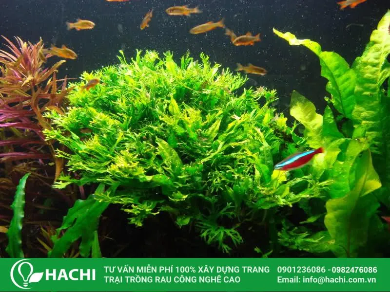 Cách trồng dương xỉ thủy canh