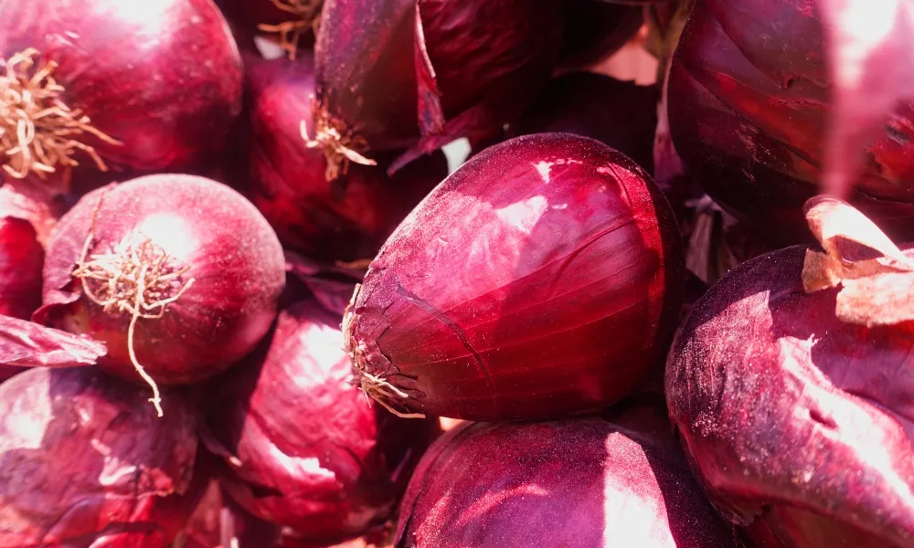 Chọn củ hành tím để thực hiện cách trồng hành lá